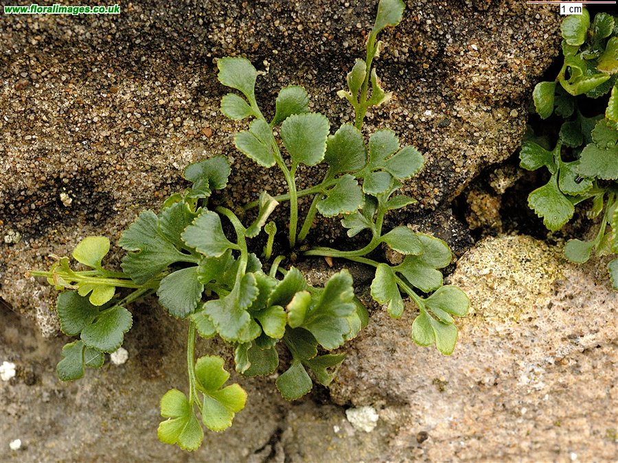 Asplenium ruta-muraria