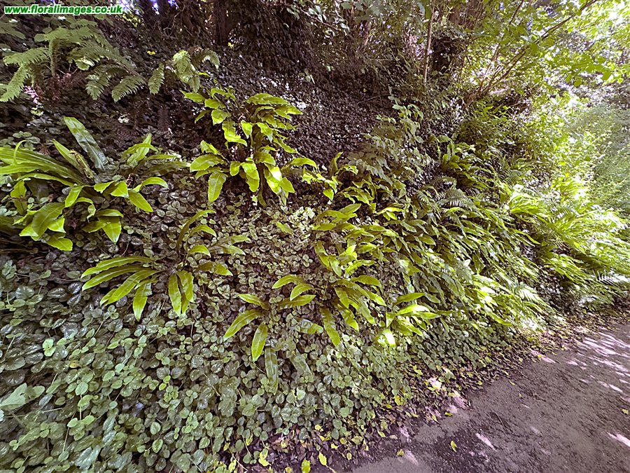 Asplenium scolopendrium