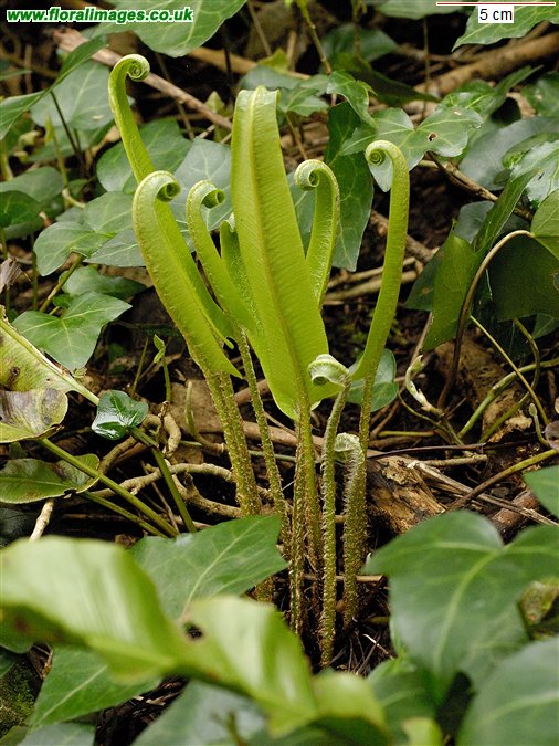 Asplenium scolopendrium