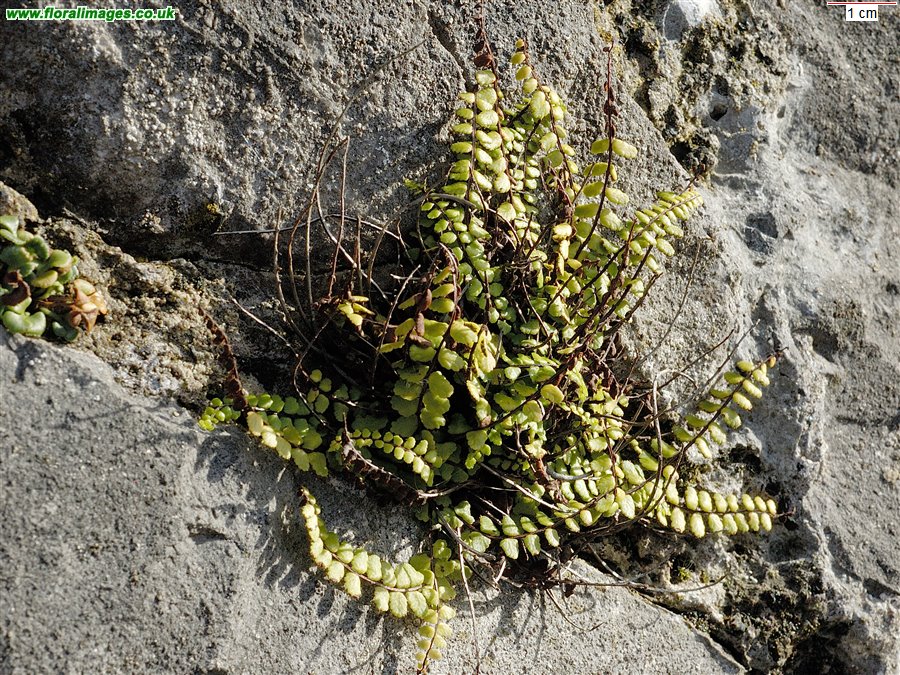 Asplenium trichomanes