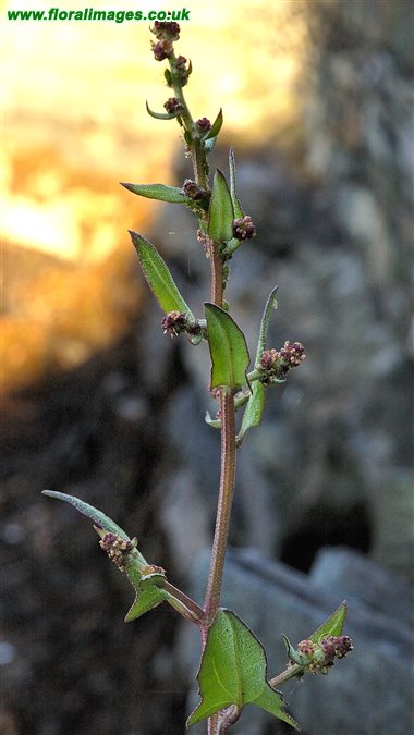 Atriplex prostrata