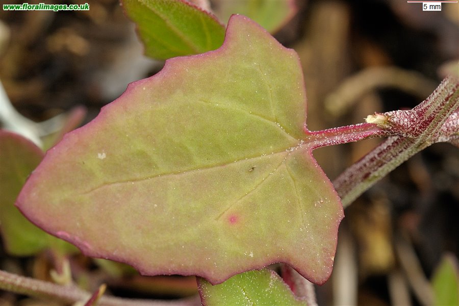 Atriplex prostrata