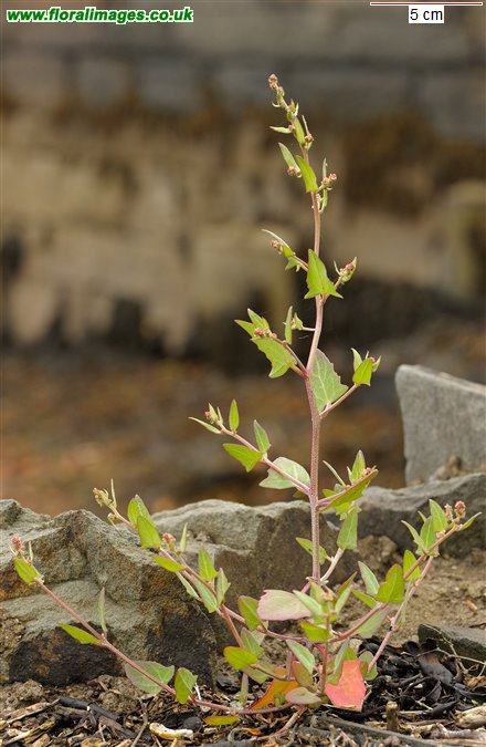 Atriplex prostrata