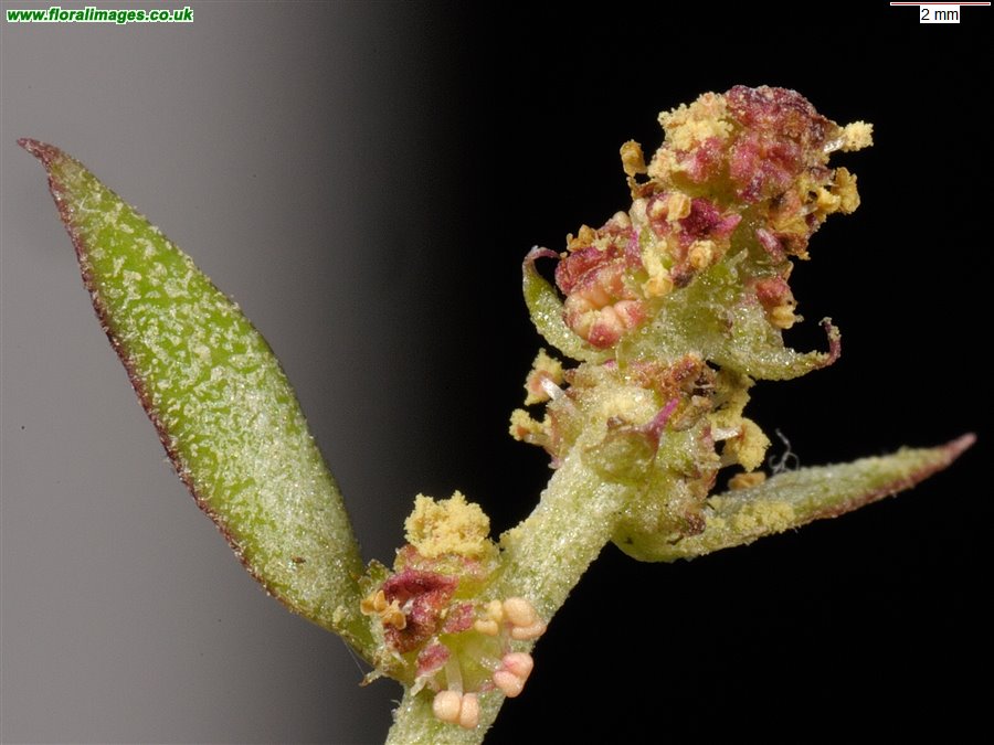 Atriplex prostrata