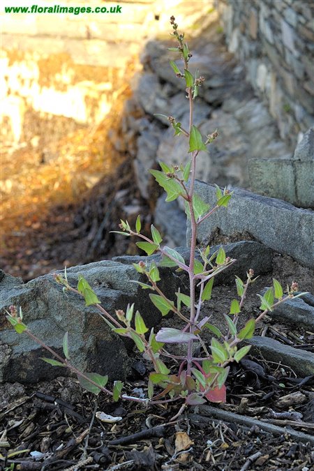 Atriplex prostrata