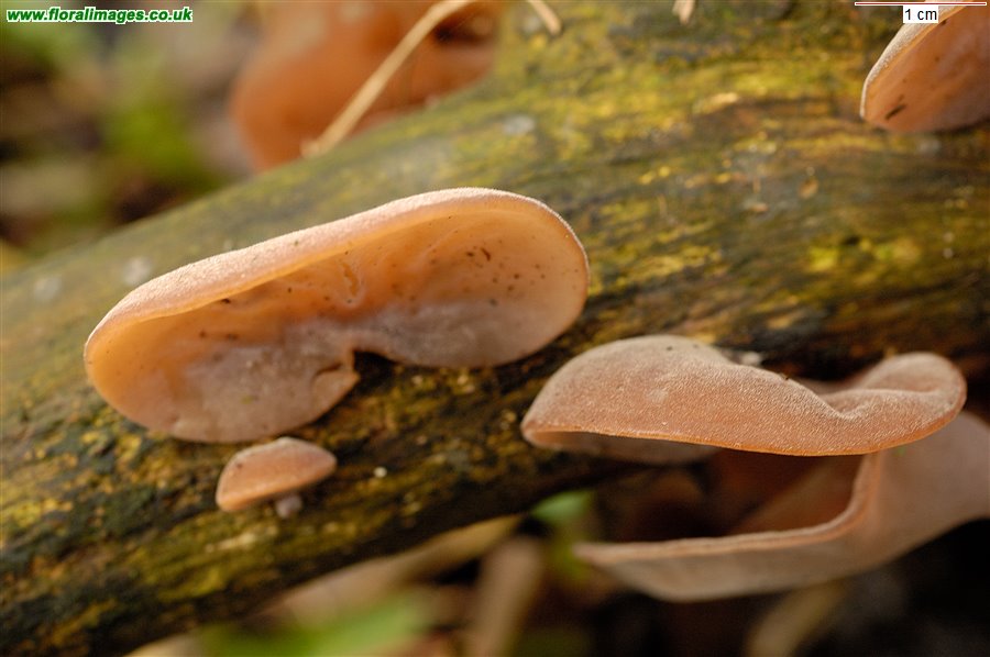 Auricularia auricula-judae