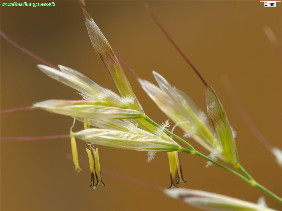 Avenula pubescens