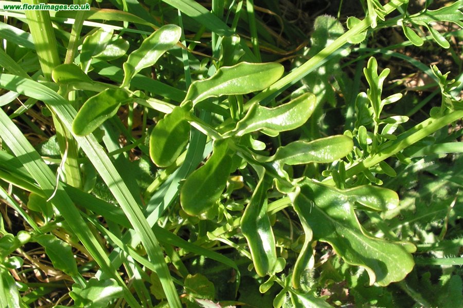 Barbarea verna