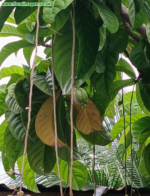 Barringtonia racemosa