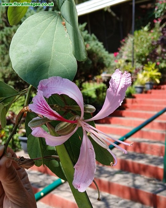 Bauhinia purpurea