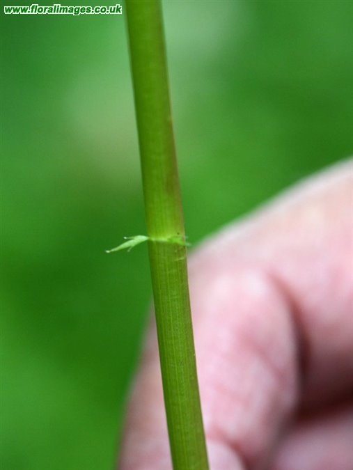 Berula erecta