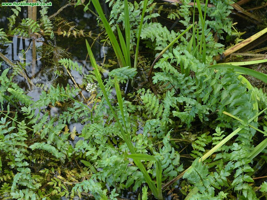 Berula erecta