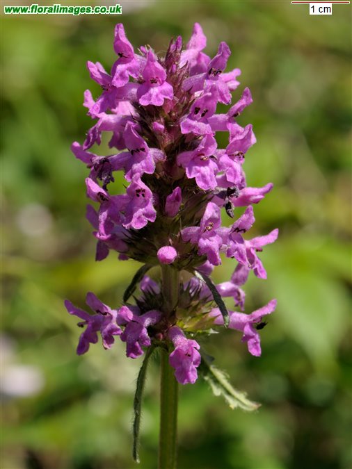 Betonica officinalis