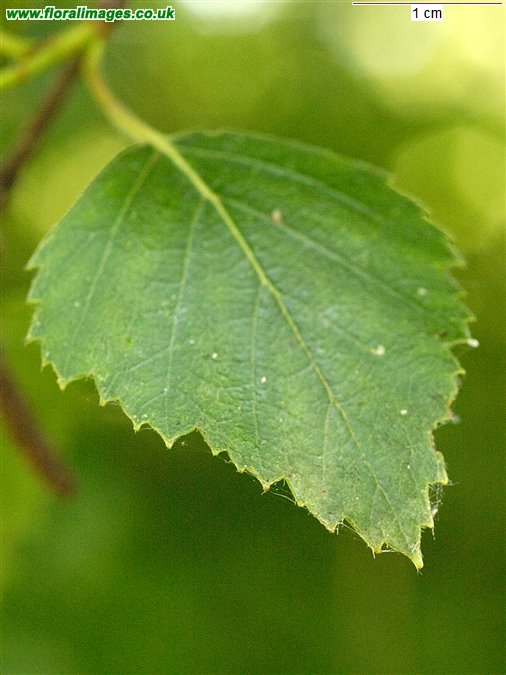 Betula pubescens