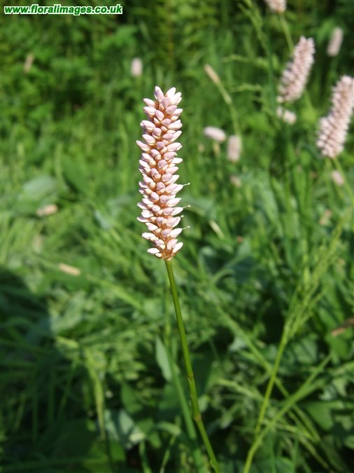 Bistorta officinalis