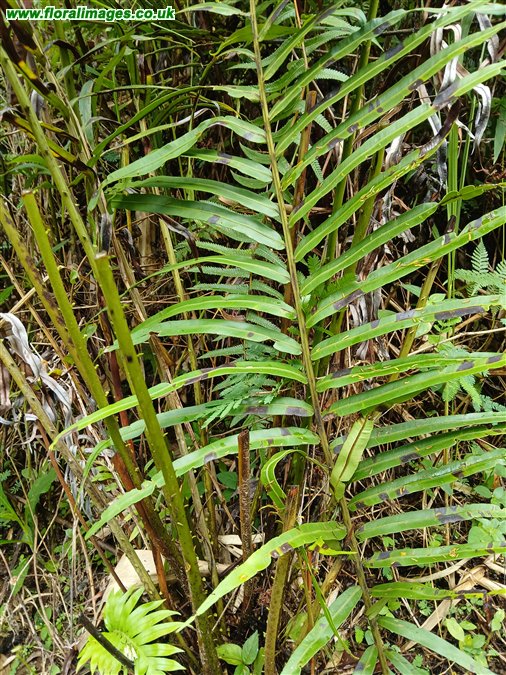 Blechnum orientale
