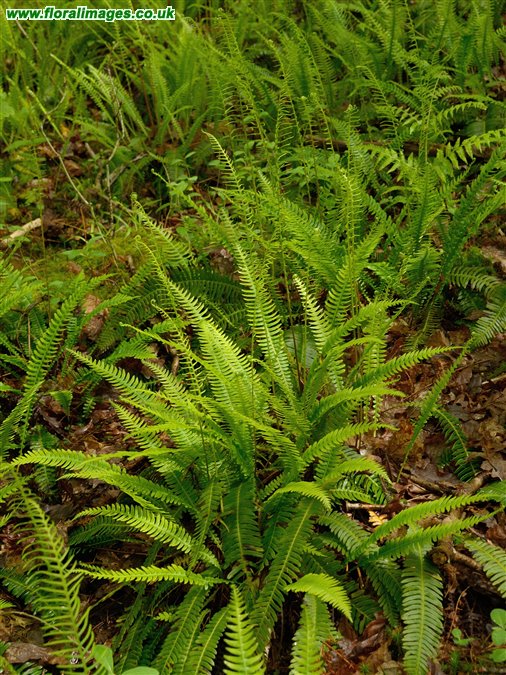 Blechnum spicant