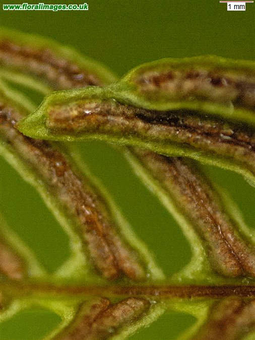 Blechnum spicant
