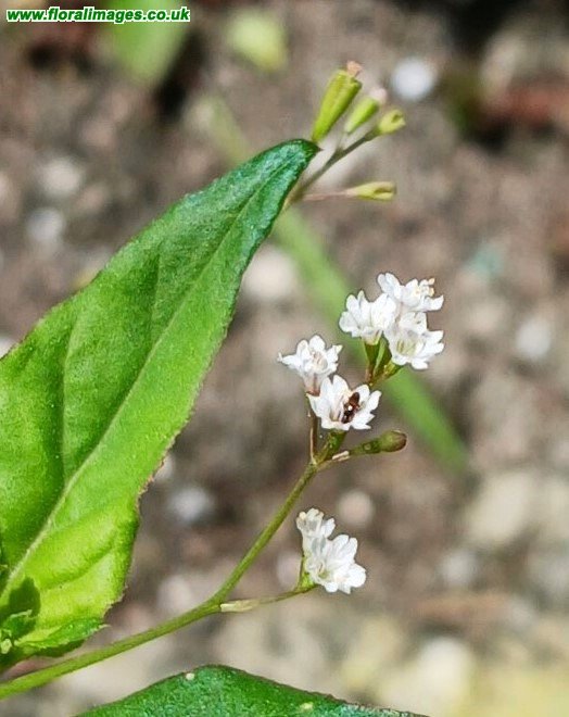 Boerhavia erecta