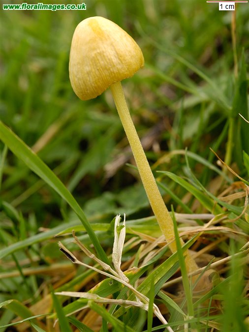 Bolbitius titubans