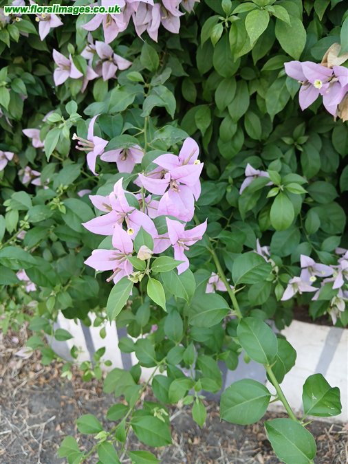 Bougainvillea glabra