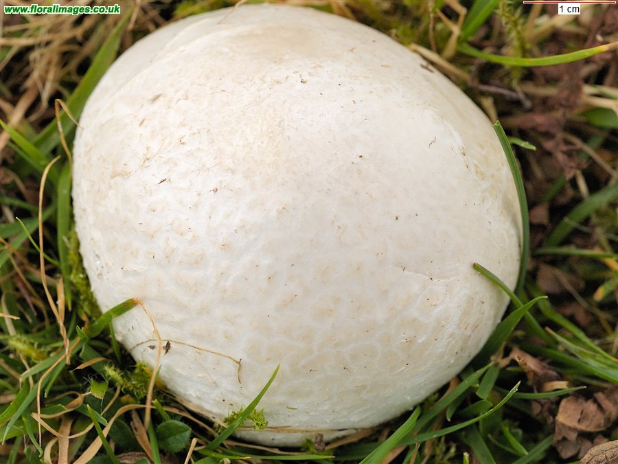Bovista plumbea