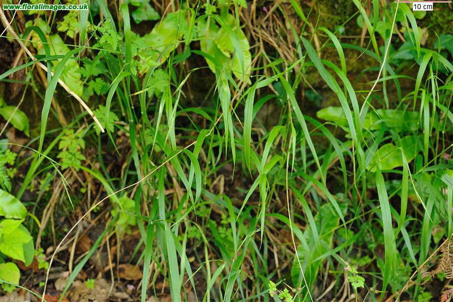 Brachypodium sylvaticum