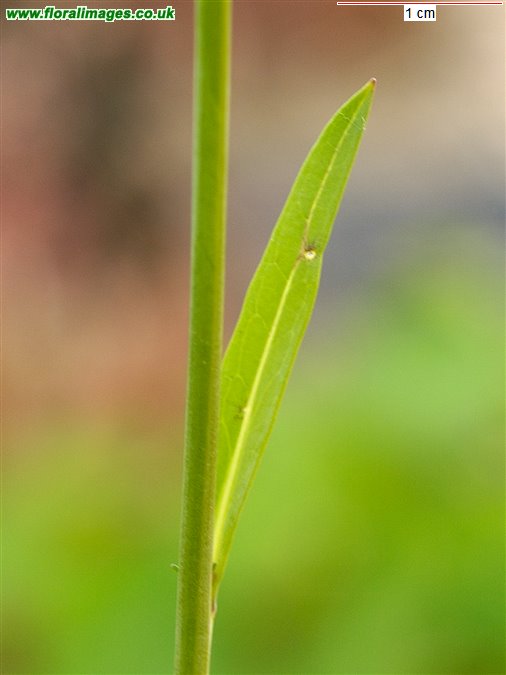 Brassica juncea