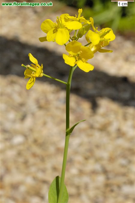 Brassica rapa