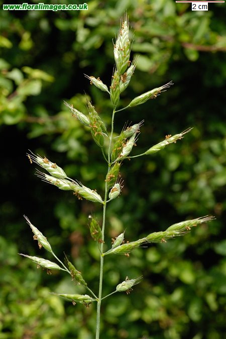 Bromus hordeaceus