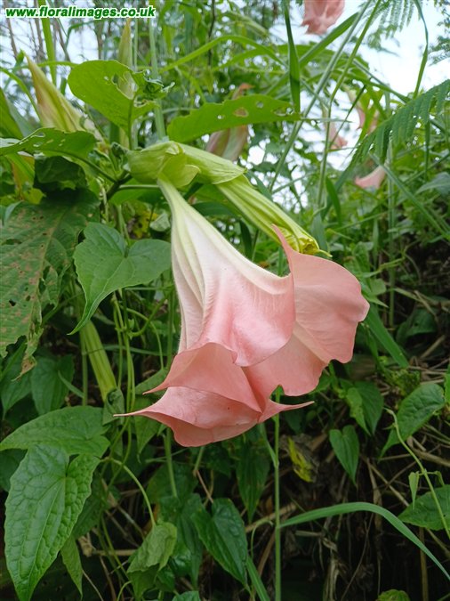 Brugmansia versicolor