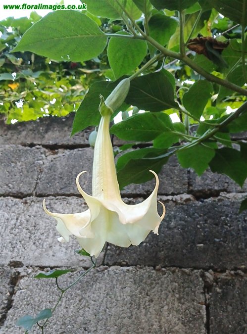 Brugmansia x candida