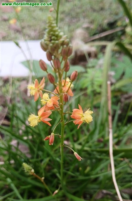 Bulbine frutescens