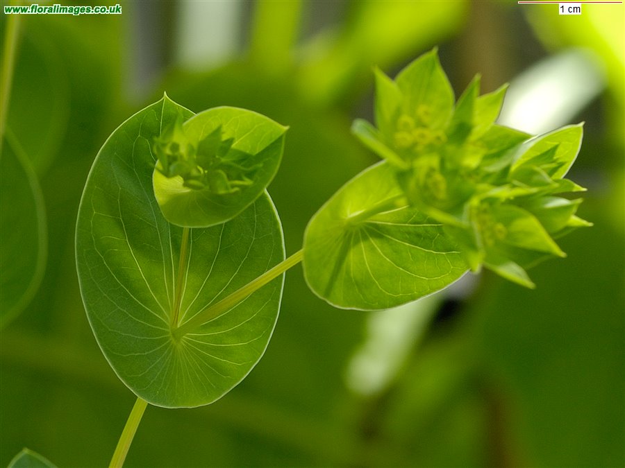 Bupleurum rotundifolium