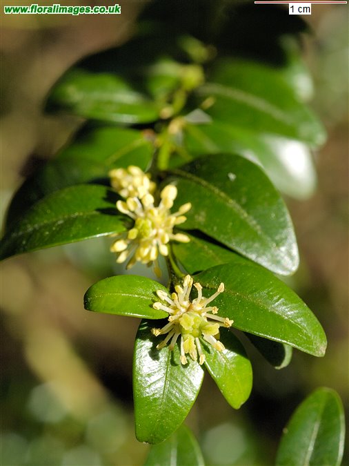 Buxus sempervirens