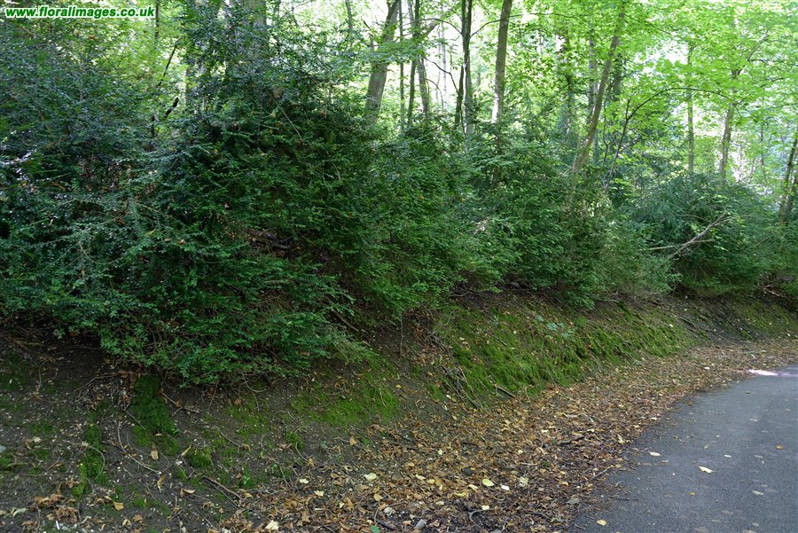 Buxus sempervirens