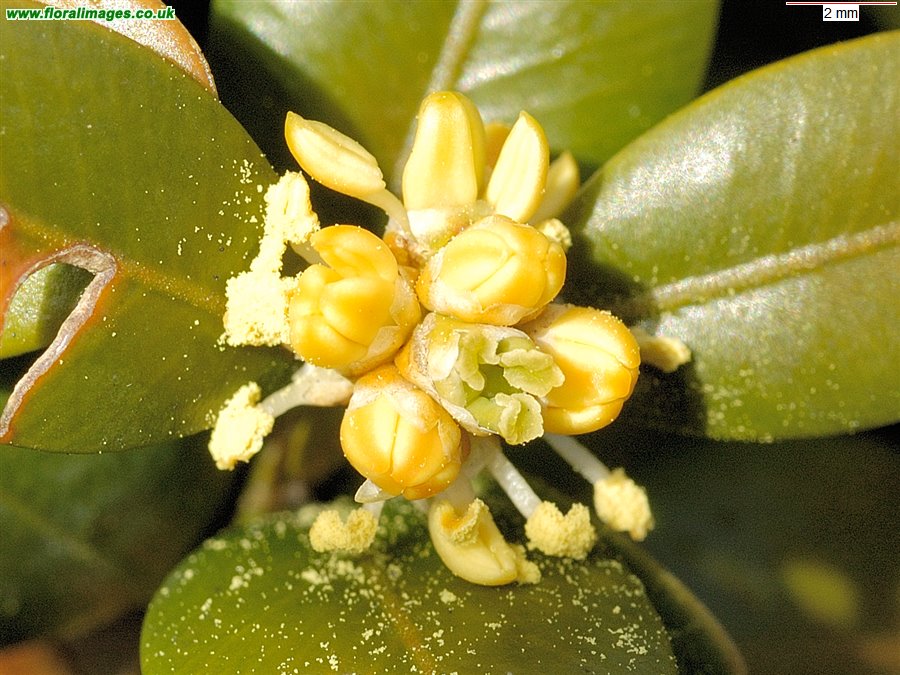 Buxus sempervirens