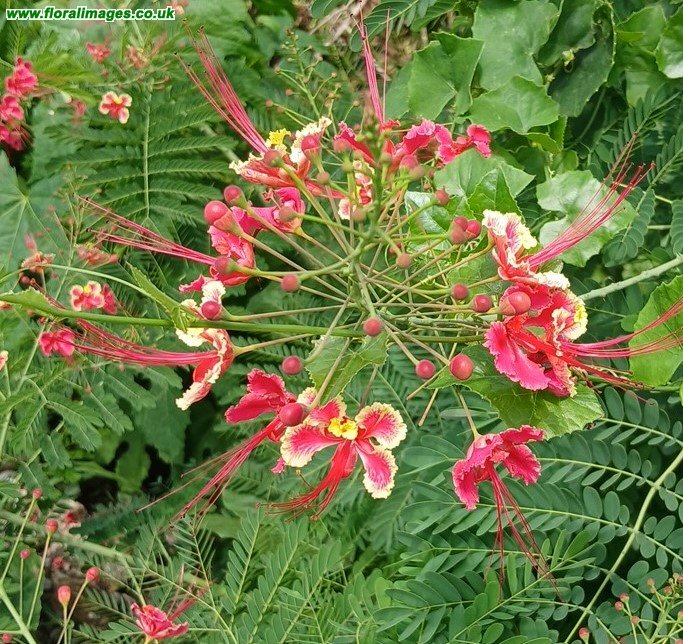 Caesalpinia pulcherrima