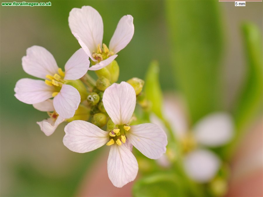 Cakile maritima