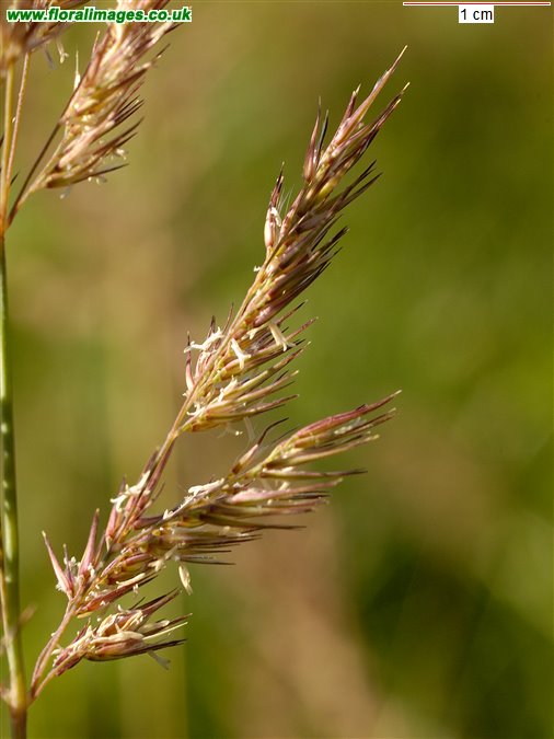 Calamagrostis epigejos