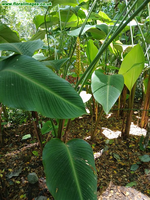 Calathea crotalifera