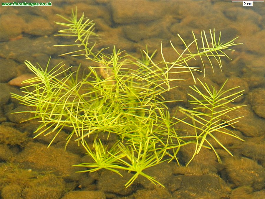 Callitriche sp.