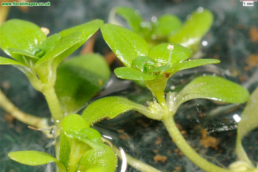 Callitriche stagnalis