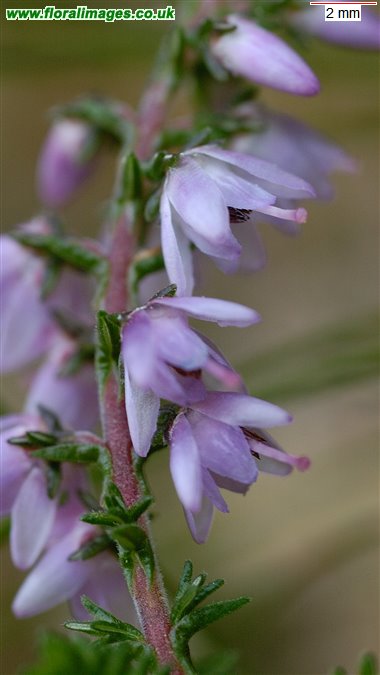 Calluna vulgaris