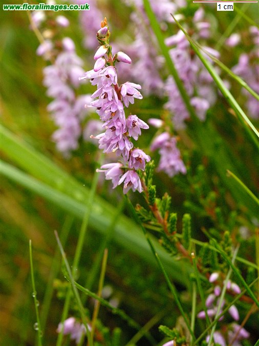 Calluna vulgaris