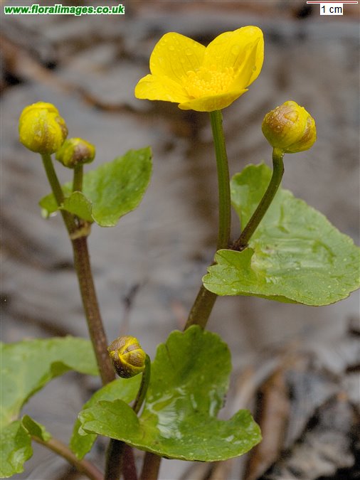 Caltha palustris