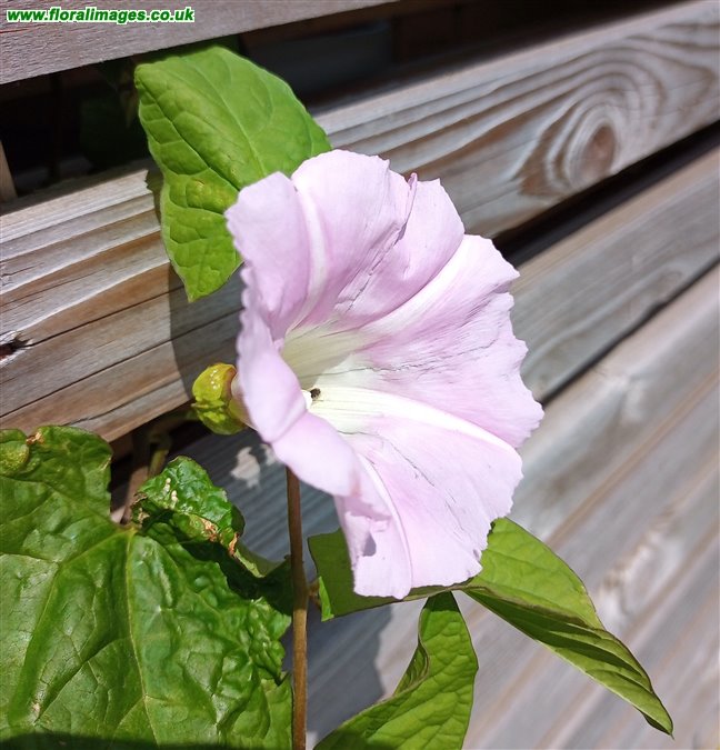 Calystegia pulchra