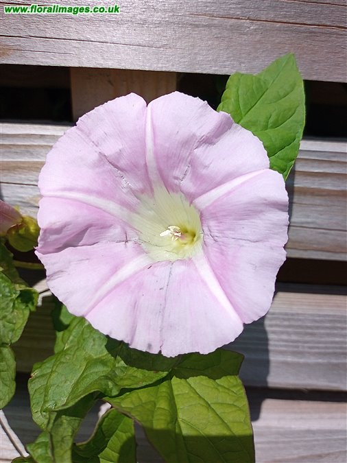 Calystegia pulchra