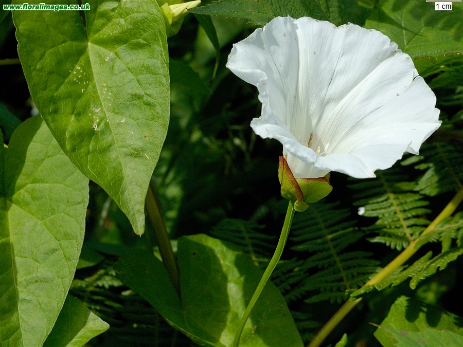 Calystegia sepium