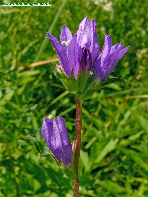 Campanula glomerata